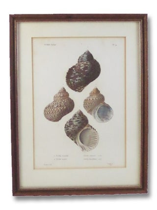 Item #2066331 Five Color Natural History Prints Depicting Seashells from the Turbo Genus...