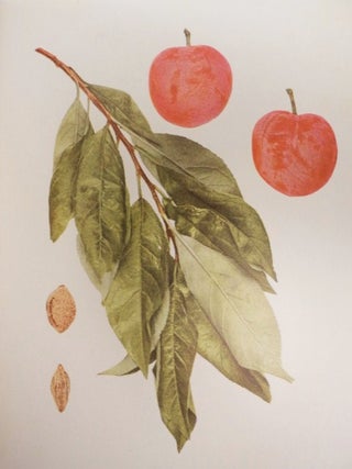 The Plums of New York (Report of the New York Agricultural Experiment Station for the Year 1910, Volume II) (State of New York - Department of Agriculture Eighteenth Annual Report, Vol. 3, Part II)