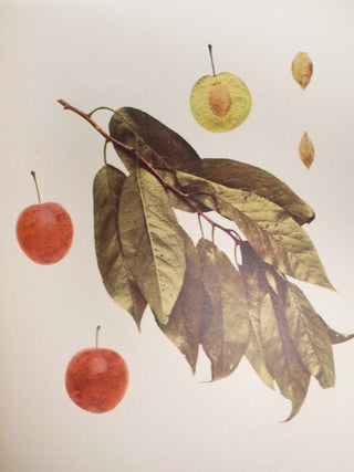 The Plums of New York (Report of the New York Agricultural Experiment Station for the Year 1910, Volume II) (State of New York - Department of Agriculture Eighteenth Annual Report, Vol. 3, Part II)