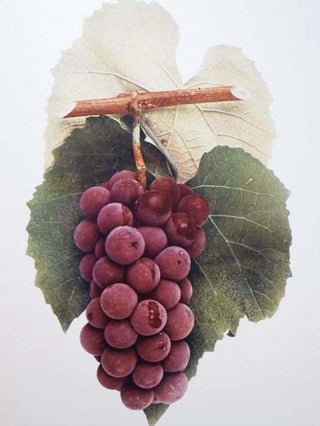 The Grapes of New York (Report of the New York Agricultural Experiment Station for the Year 1907, Volume II) (State of New York - Department of Agriculture Fifteen Annual Report, Vol. 3, Part II)