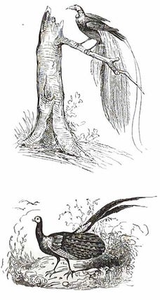 Histoire Naturelle des Oiseaux, des Reptiles et des Poissons.