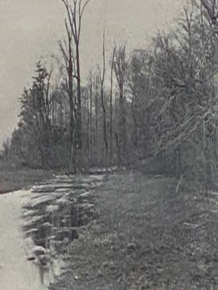 The Beech Woods: How the Neighbour Learned the Many Secrets of a Canadian Woods