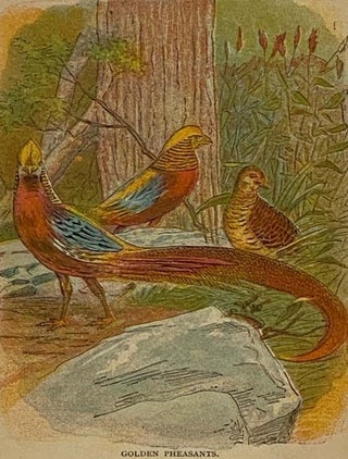 Illustrated Natural History (Animals and Birds)