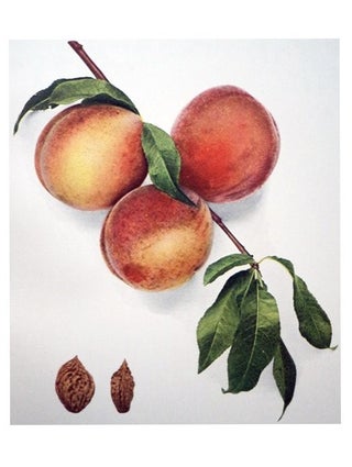 The Peaches of New York (Report of the New York Agricultural Experiment Station for the Year 1916, Volume II) (State of New York - Department of Agriculture Twenty-Fourth Annual Report, Vol. 2, Part II)