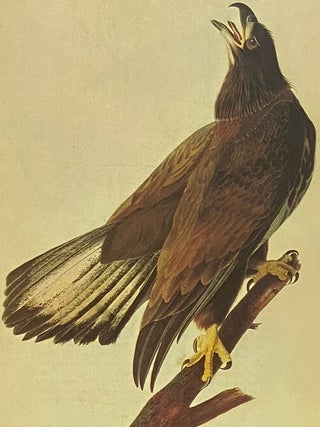 The Original Water-Color Paintings by John James Audubon for The Birds of America, in Two Volumes [Watercolor]