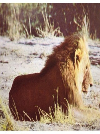 Walt Disney's African Lion