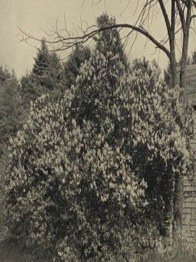 The Lilac: A Monograph