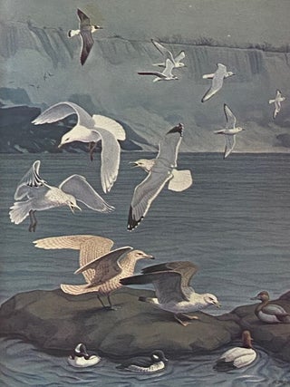 Birds of New York State