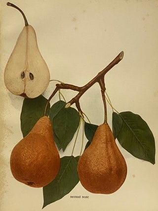 The Pears of New York (Report of the New York Agricultural Experiment Station for the Year 1921, Volume II) (State of New York - Department of Agriculture Twenty-Ninth Annual Report, Vol. 2, Part II)