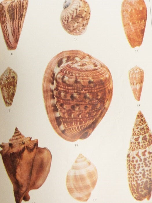 The Shell Book: A Popular Guide to a Knowledge of the Families of ...