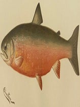 Second Annual Report of the Commissioners of Fisheries, Game and Forests of the State of New York.