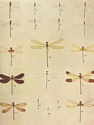 The Insect Book: A Popular Account of the Bees, Wasps, Ants, Grasshoppers, Flies and Other North American Insects Exclusive of the Butterflies, Moths and Beetles, With Full Life Histories, Tables and Bibliographies
