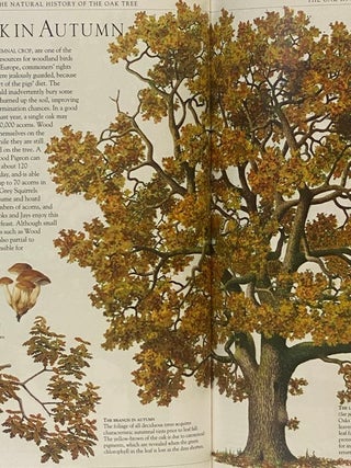 The Natural History of the Oak Tree: An Intricate visual Exploration of the Oak and it's Environment