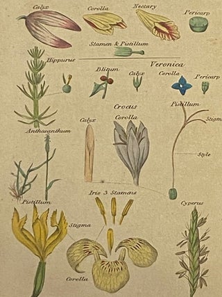 An Easy Introduction to the Science of Botany, through the Medium of Familiar Conversations between a Father and His Son.