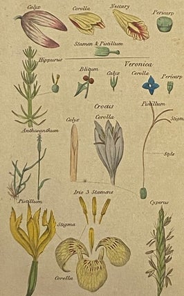 An Easy Introduction to the Science of Botany, through the Medium of Familiar Conversations between a Father and His Son.